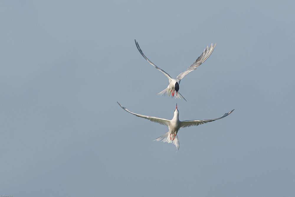 Flugakrobatik von Francesco Vitti