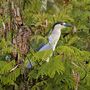 GARZA NOCTURNA - NIGHT HERON by Carlos García Jiménez 