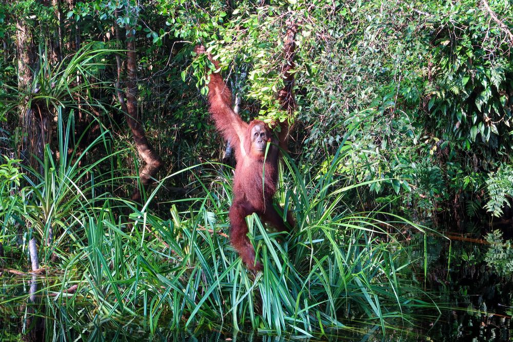 Wilder Orang -Utan auf Borneo  von Lin Chen