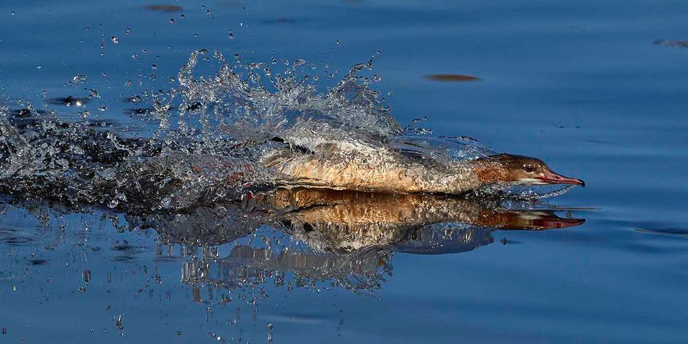 Gänsesägerweibchen als Turbofischer von Kressnatur