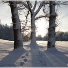 20cm Neuschnee (In Nbg eher selten)