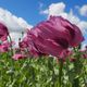 Frnkischer Blaumohn im Wind