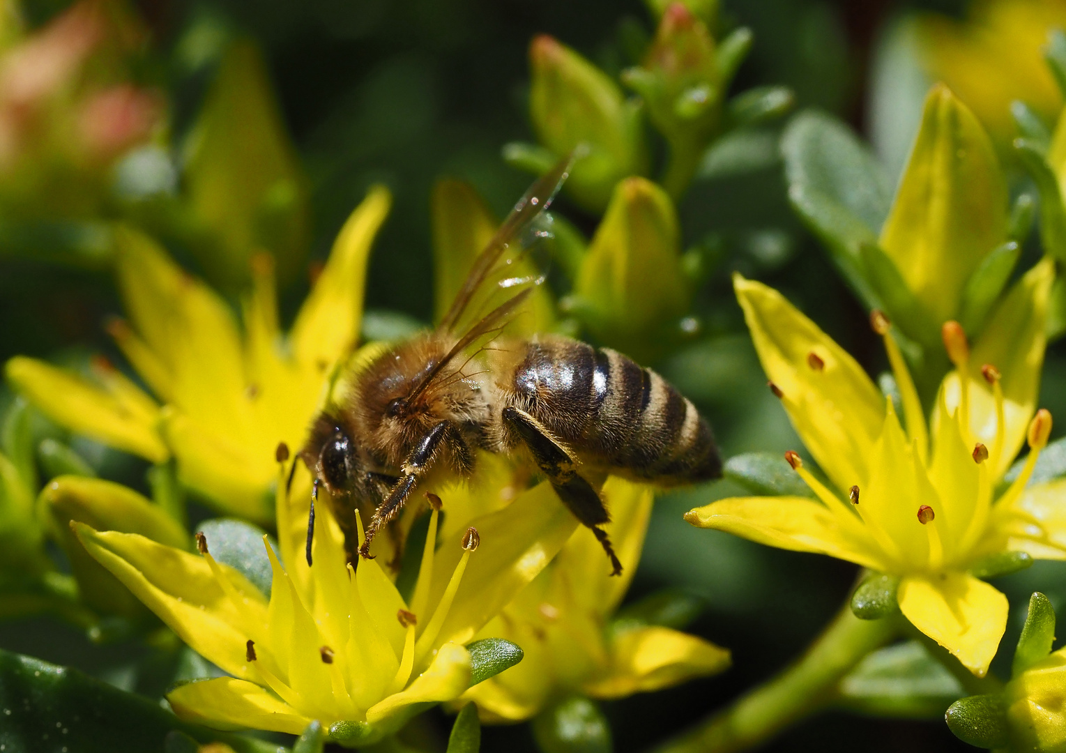 20_Garten 09.05.  (11)