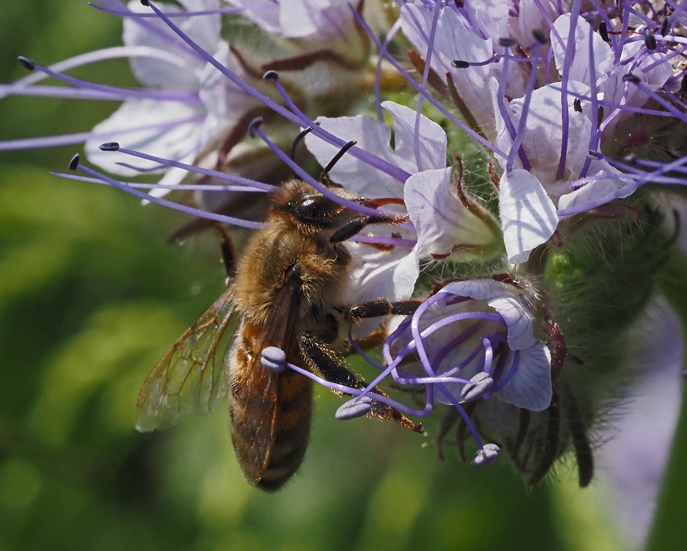 20_Garten 09.05.  (27)