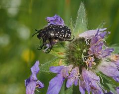 20_Garten 09.05.  (28)