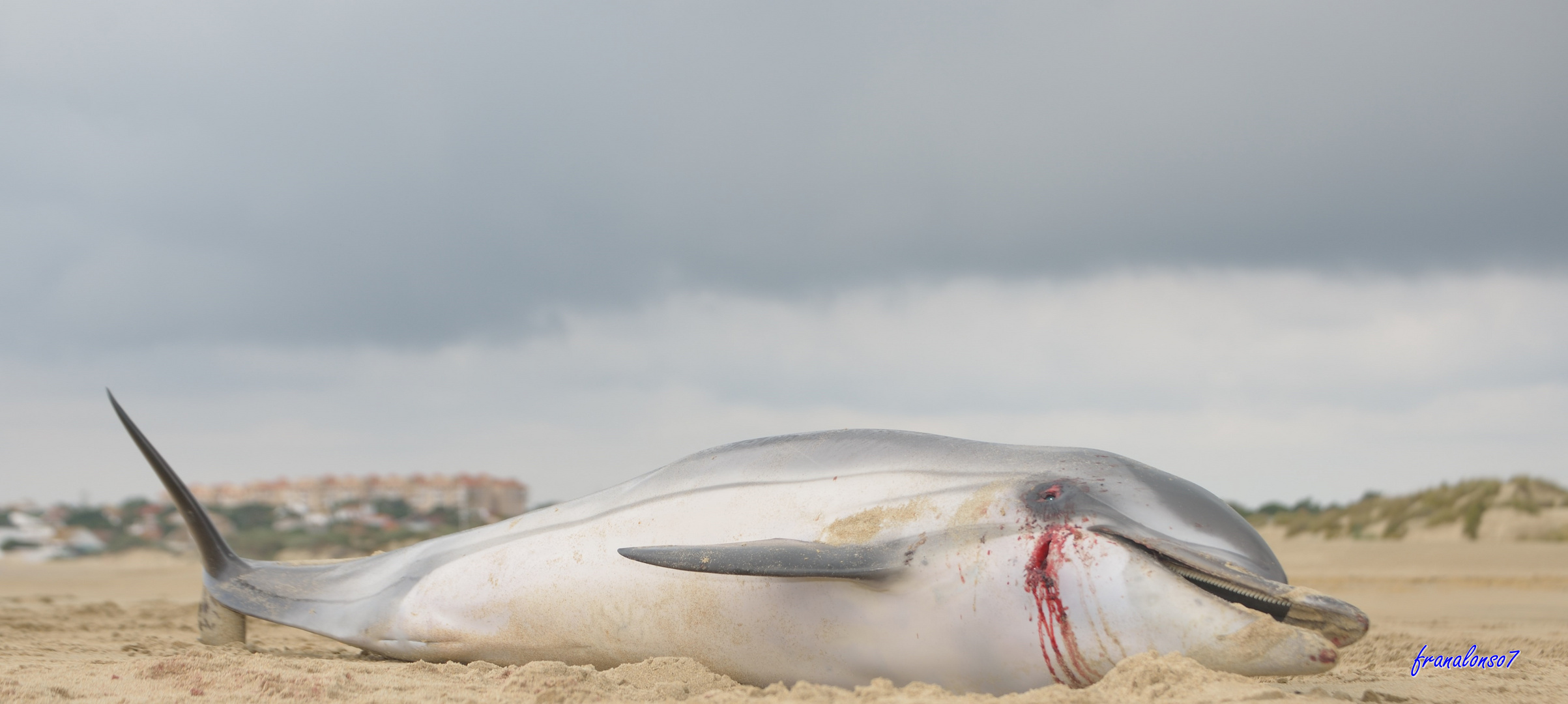 21 03 15 Delfin Sin Vida en el Cruce... Huelva