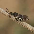 (21) Alte Bekannte: Megachile pilidens und Coelioxys afra
