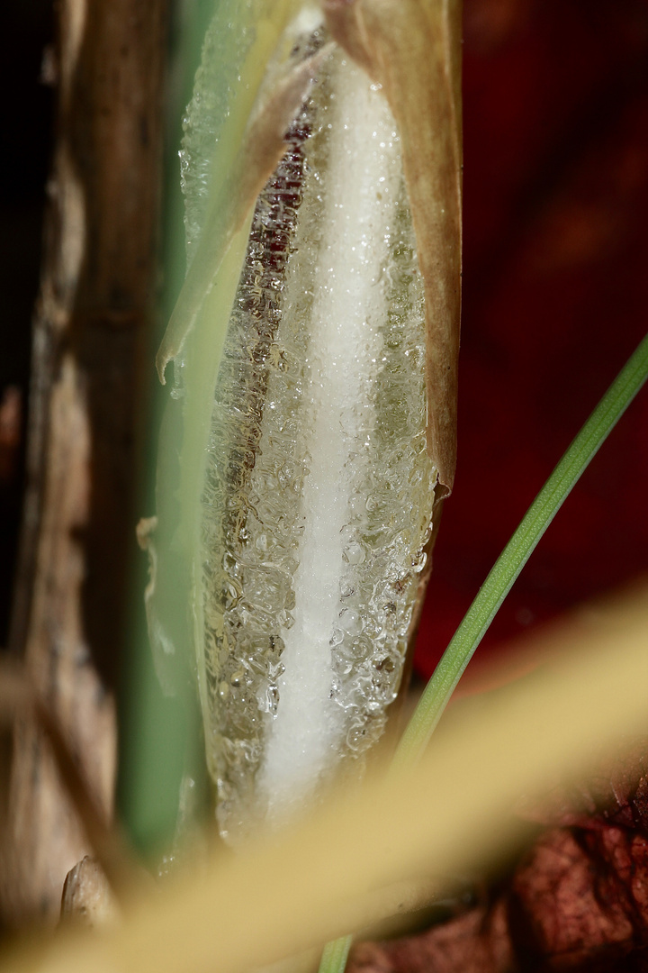 (21) Das seltene BANDEIS (ice ribbons, ein Basikryogen) im Garten !!!