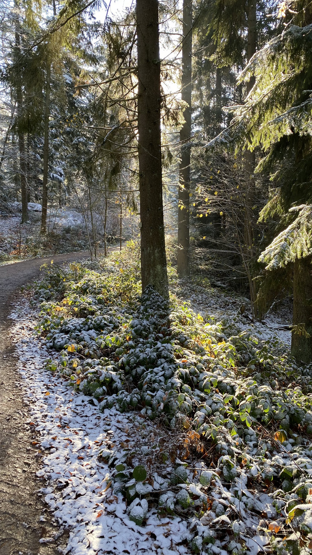 (21) Der erste richtige Schnee diesen Winter - ein wunderschöner Sonntagmorgen-Spaziergang