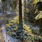 (21) Der erste richtige Schnee diesen Winter - ein wunderschöner Sonntagmorgen-Spaziergang