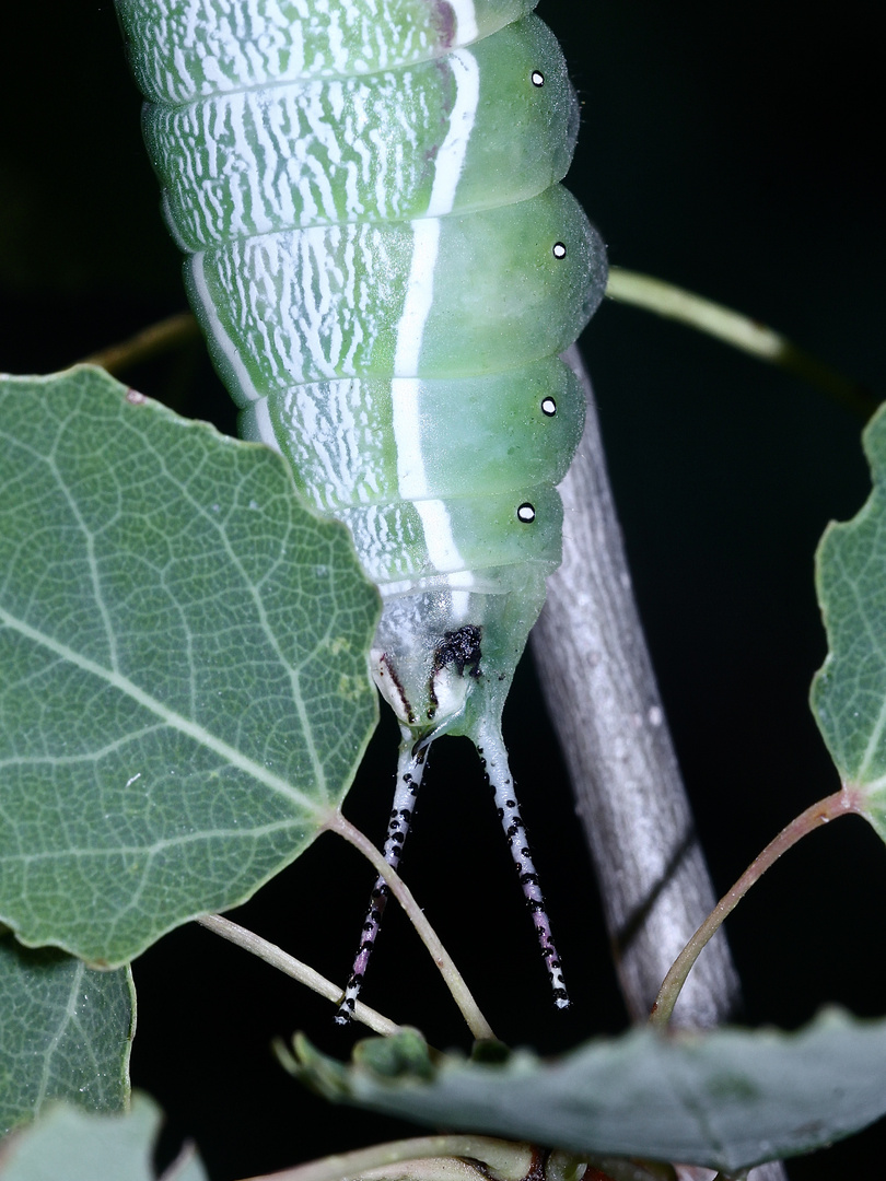 (21) Die Raupe des Großen Gabelschwanzes (Cerura vinula)