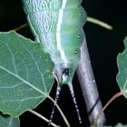 (21) Die Raupe des Großen Gabelschwanzes (Cerura vinula)