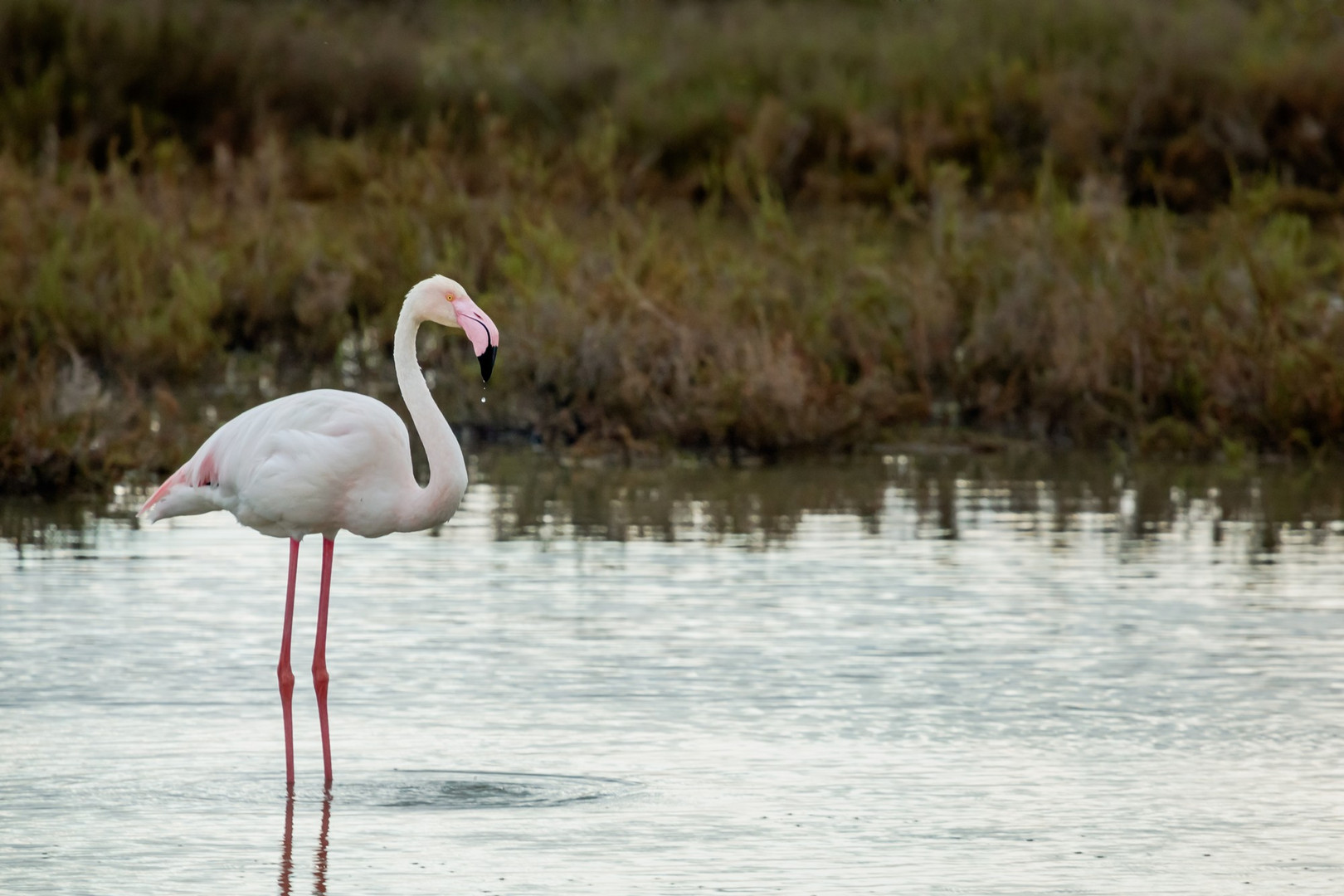 21 Flamant rose adulte