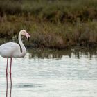 21 Flamant rose adulte