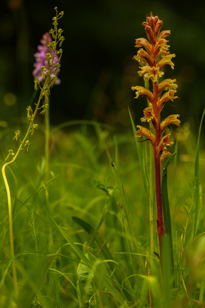 2:1 für die Orchideen