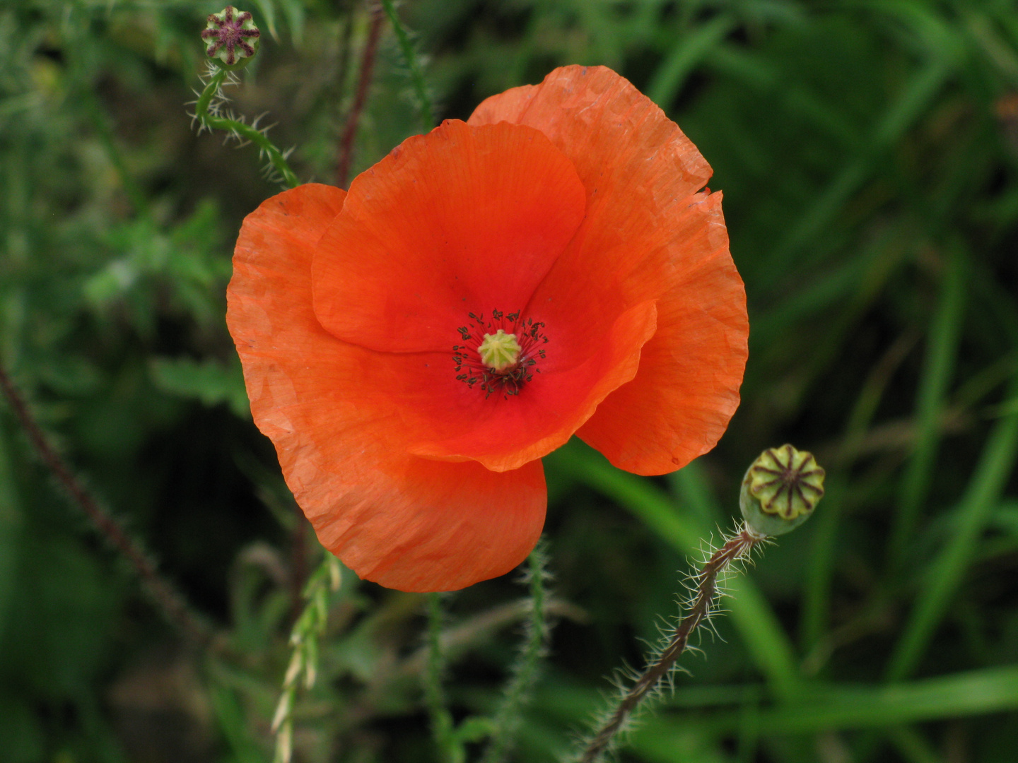 2+1 or wild poppies