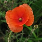 2+1 or wild poppies