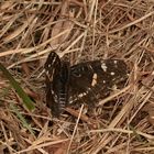 (21) Unterschiedliche Färbungen der Sommerform des Landkärtchens (Araschnia levana f. prorsa)