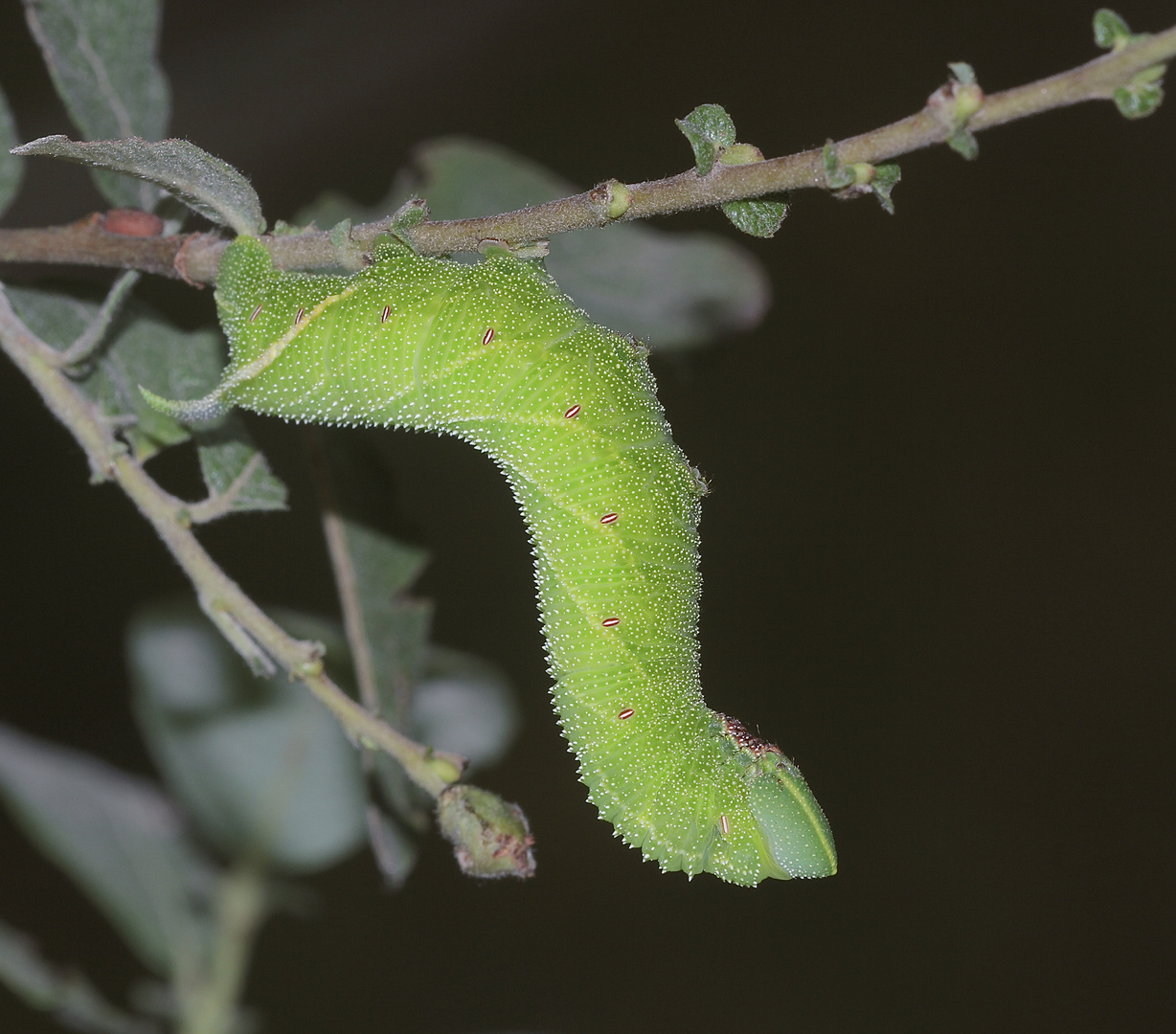 (2/10) Eine Raupe des Abendpfauenauges (Smerinthus ocellata)