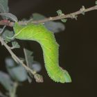 (2/10) Eine Raupe des Abendpfauenauges (Smerinthus ocellata)