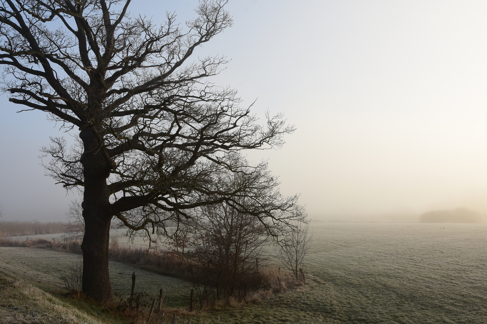 210303 - Stöckter Deich, Nebelbaum