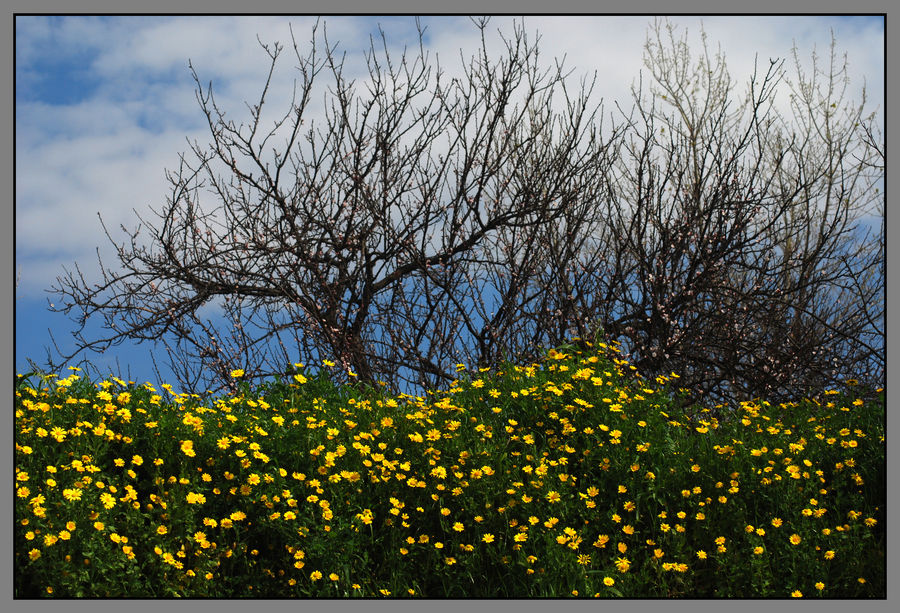 21/03/2009 PRIMAVERA????