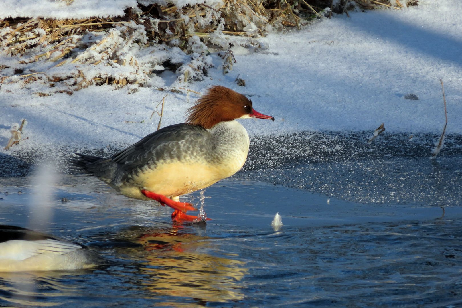 21046 Gänsesäger (m)