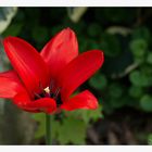 2104_8769 rote Tulpen (2)