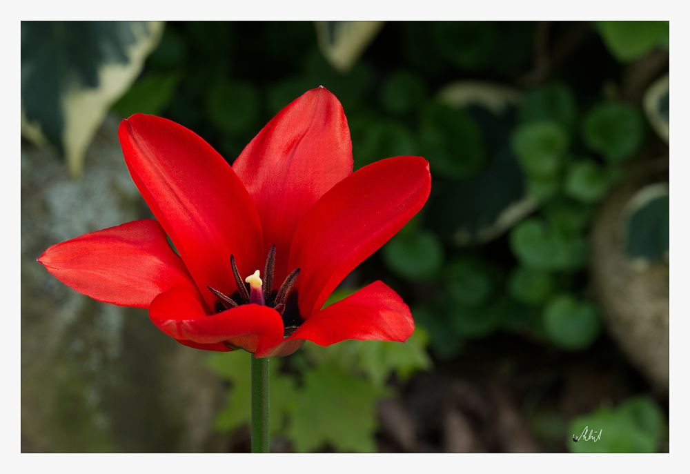 2104_8769 rote Tulpen (2)