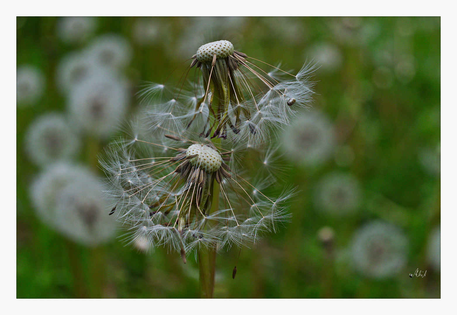 2105_0060 Pusteblumen am Wegesrand