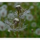 2105_0060 Pusteblumen am Wegesrand