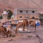 210510_Wadi Rum_001