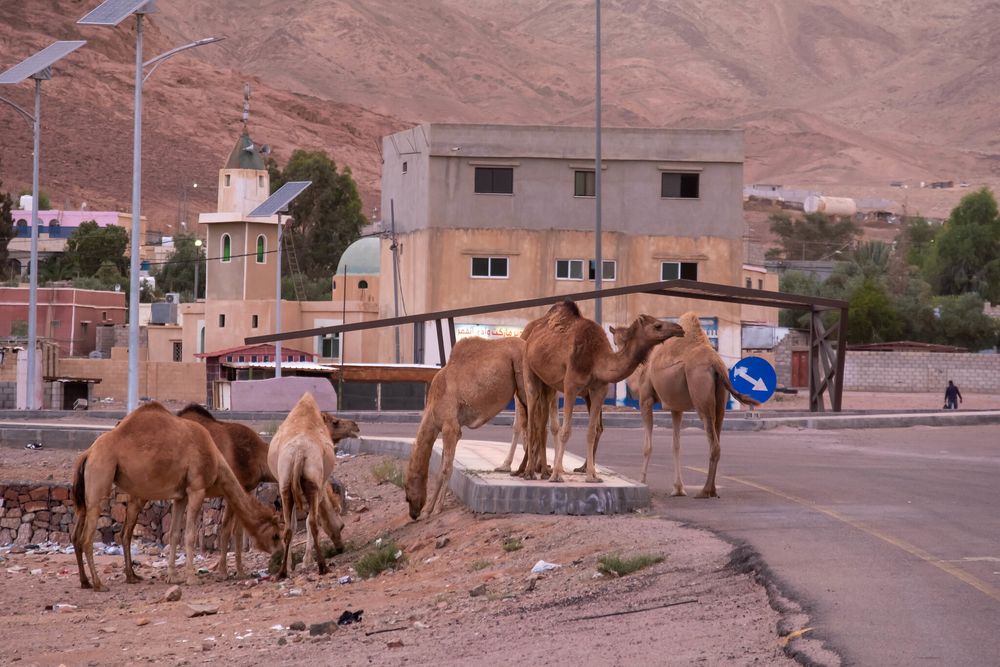 210510_Wadi Rum_001