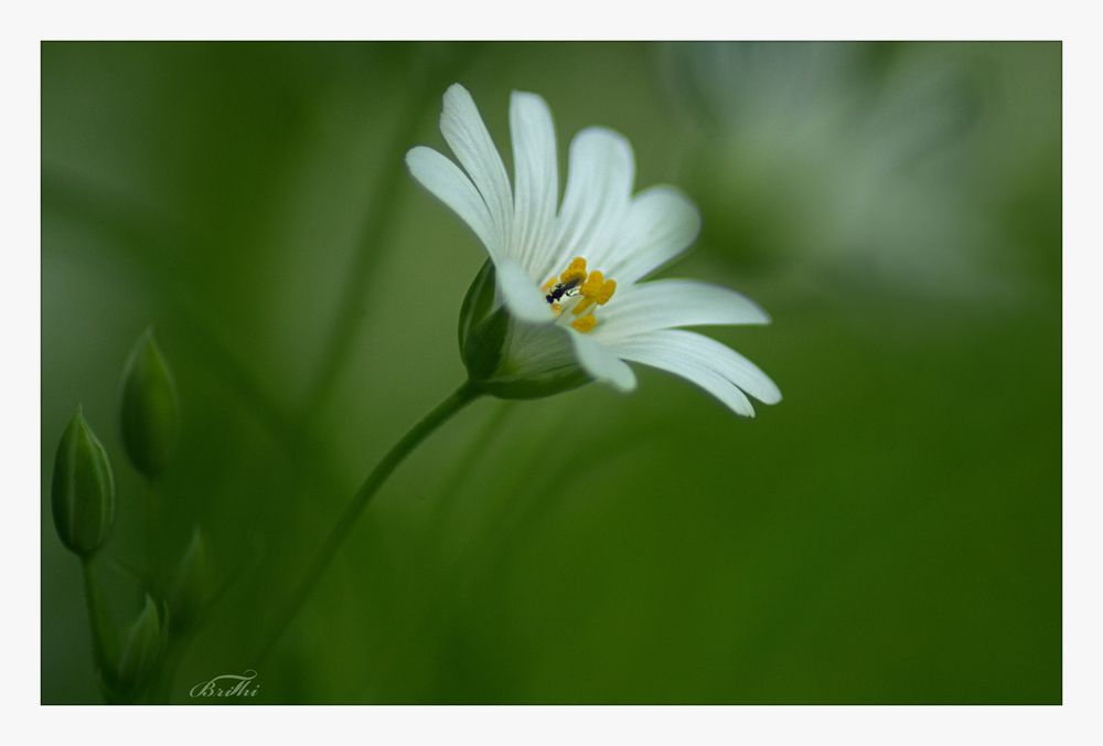 2105_6765  Weiße Blüte mit kleiner Fliege