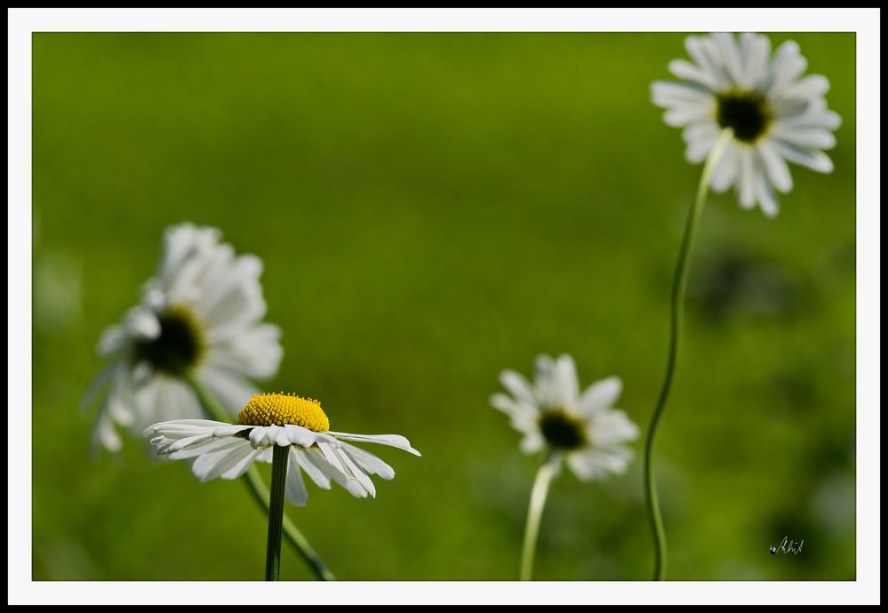 2106_0639 Margeriten tanzen im Sommerwind