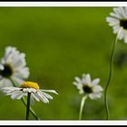 2106_0639 Margeriten tanzen im Sommerwind