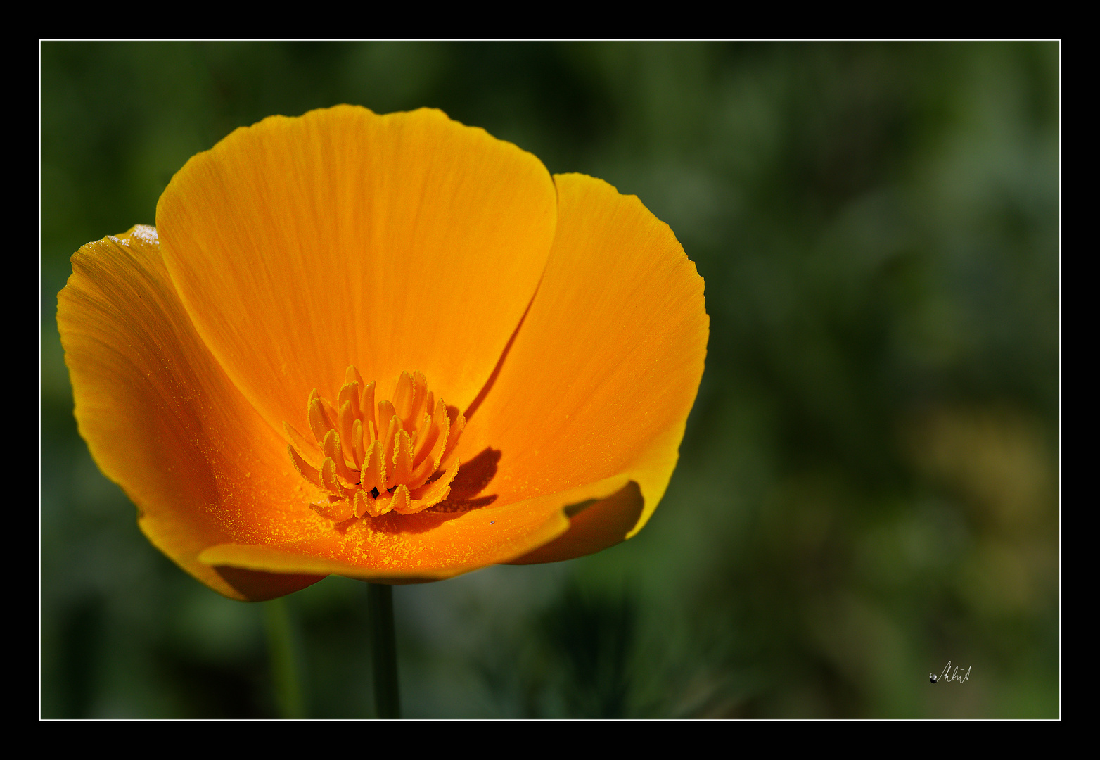 2106_0652  in der Wildblumenwiese