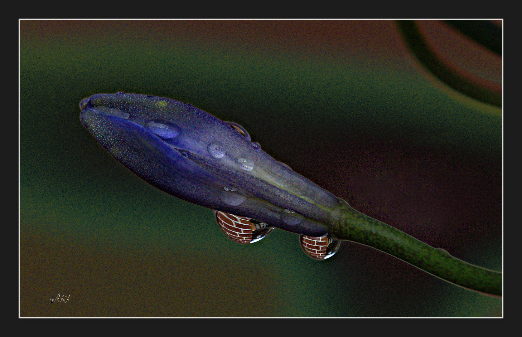 2107_4128 Wassertropfen am Morgen