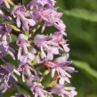 (2/11) Verschiedene Farbvarianten des Helm-Knabenkrauts (Orchis militaris)