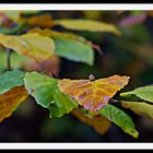 2110_003 Blätter im Herbst