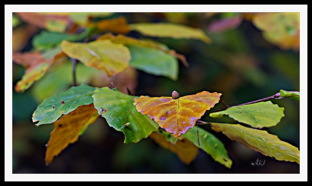 2110_003 Blätter im Herbst