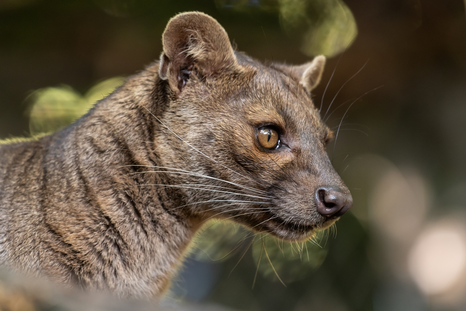 2110_Fossa_01