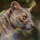 2110_Fossa_01