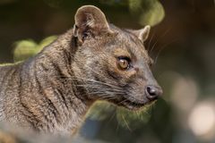 2110_Fossa_01