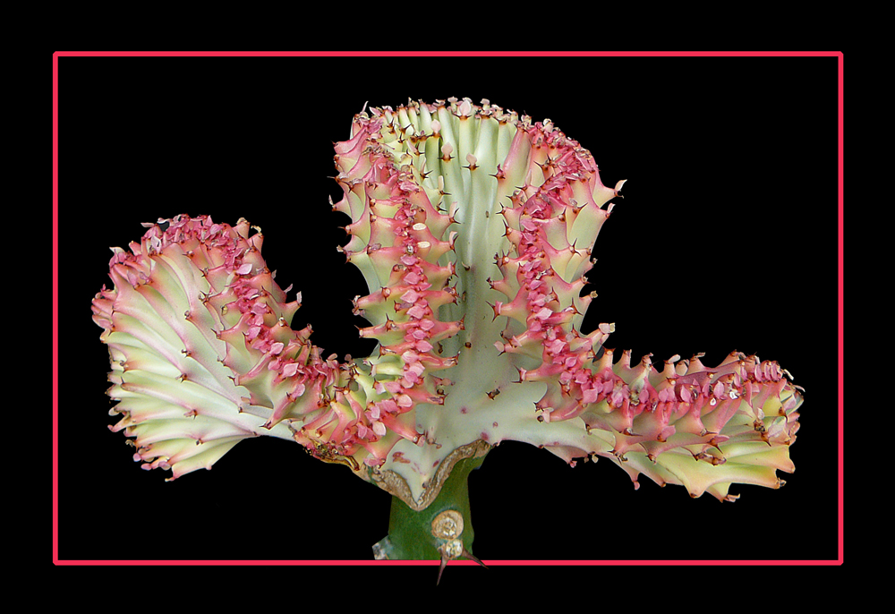 213 EUPHORBIA LACTEA