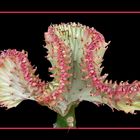 213 EUPHORBIA LACTEA