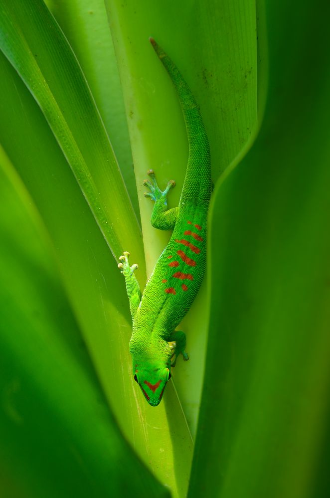 GECKO von Martin Schwill 