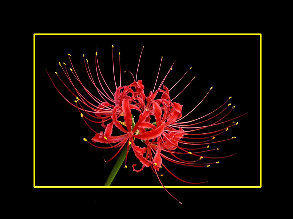 214 LYCORIS RADIATA HERB