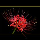 214 LYCORIS RADIATA HERB