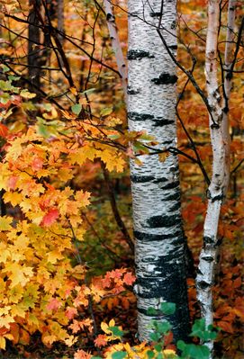 214 Maple tree (Acer spicatum) in Adirondack Mts., USA 1989.10.7